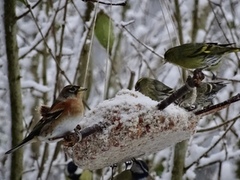 Brambling (Fringilla montifringilla)