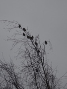 Bohemian Waxwing (Bombycilla garrulus)
