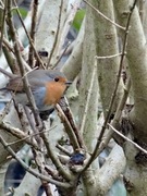 Robin (Erithacus rubecula)