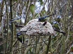 Blue Tit (Cyanistes caeruleus)