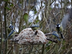 Blue Tit (Cyanistes caeruleus)