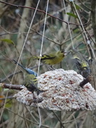 Eurasian Siskin (Spinus spinus)
