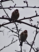 European Goldfinch (Carduelis carduelis)