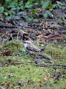 Eurasian Treecreeper (Certhia familiaris)
