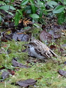 Eurasian Treecreeper (Certhia familiaris)