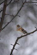Brambling (Fringilla montifringilla)