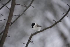 Marsh Tit (Poecile palustris)