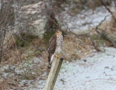 Eurasian Sparrowhawk (Accipiter nisus)