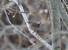 Winter Wren (Troglodytes troglodytes)