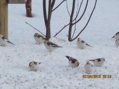 Snow bunting (Plectrophenax nivalis)