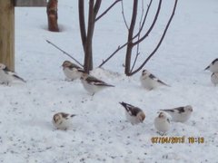 Snøspurv (Plectrophenax nivalis)