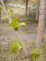 Bjørk (Betula pubescens)