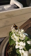 Bumble-bee (Bombus)