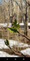 Rogn (Sorbus aucuparia)