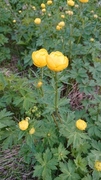 Ballblom (Trollius europaeus)