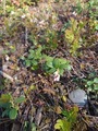 Tyttebær (Vaccinium vitis-idaea)