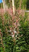 Geitrams (Epilobium angustifolium)