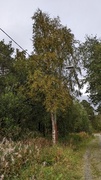 Bjørk (Betula pubescens)