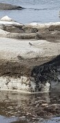 White Wagtail (Motacilla alba)