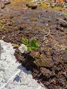 Molte (Rubus chamaemorus)