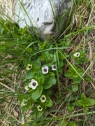 Skrubbær (Chamaepericlymenum suecicum)