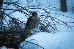 Eurasian Sparrowhawk (Accipiter nisus)