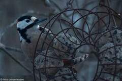 Great Spotted Woodpecker (Dendrocopos major)
