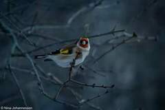 European Goldfinch (Carduelis carduelis)