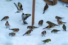 European Goldfinch (Carduelis carduelis)