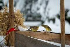 Yellowhammer (Emberiza citrinella)