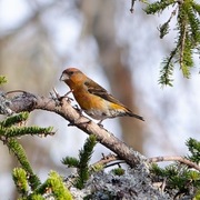 Common Crossbill (Loxia curvirostra)