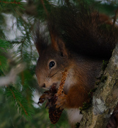 Eurasian Red Squirrel (Sciurus vulgaris)