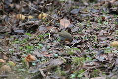 Robin (Erithacus rubecula)