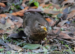Common Blackbird (Turdus merula)