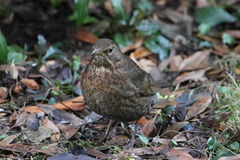 Common Blackbird (Turdus merula)