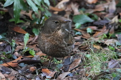 Common Blackbird (Turdus merula)