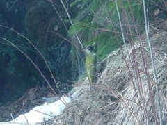 Green Woodpecker (Picus viridis)