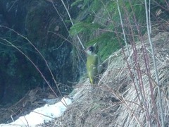 Grønnspett (Picus viridis)