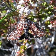 Rødt heifly (Anarta myrtilli)