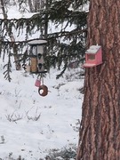 Great Spotted Woodpecker (Dendrocopos major)