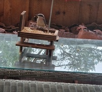 Nuthatch (Sitta europaea)