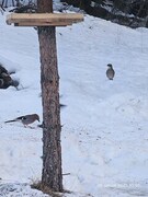 Nøtteskrike (Garrulus glandarius)