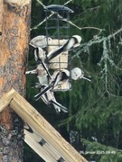 Stjertmeis (Aegithalos caudatus)