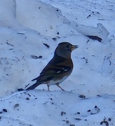 Brambling (Fringilla montifringilla)