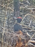 Black Woodpecker (Dryocopus martius)