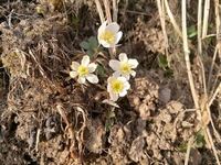 Hvitveis (Anemone nemorosa)