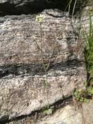 Vårskrinneblomslekta (Arabidopsis)