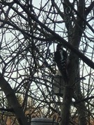 Great Spotted Woodpecker (Dendrocopos major)