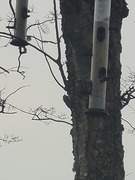 Eurasian Treecreeper (Certhia familiaris)
