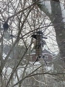 Stjertmeis (Aegithalos caudatus)